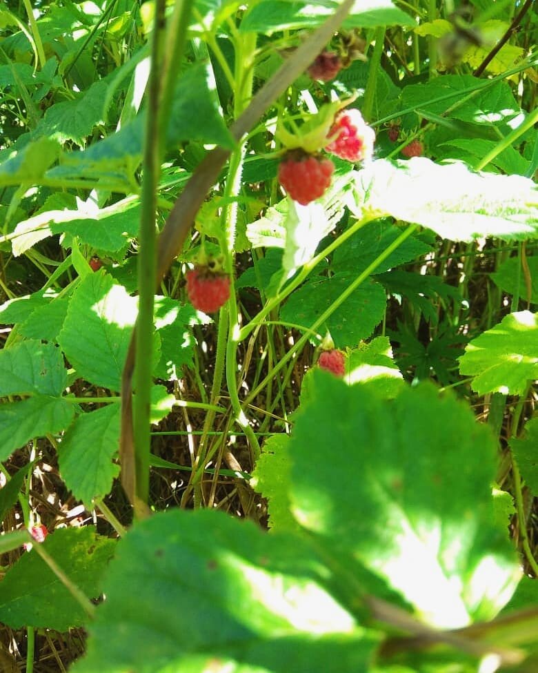 Созрела малина