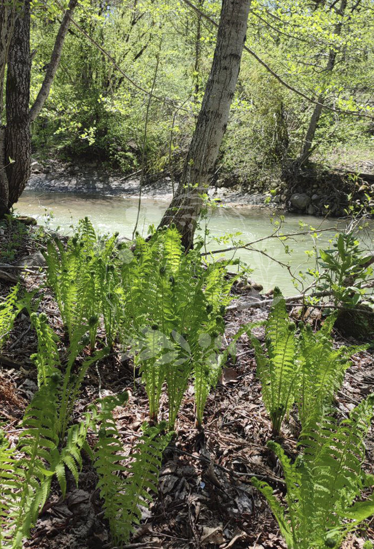 Молодой папоротник необычайно красив!