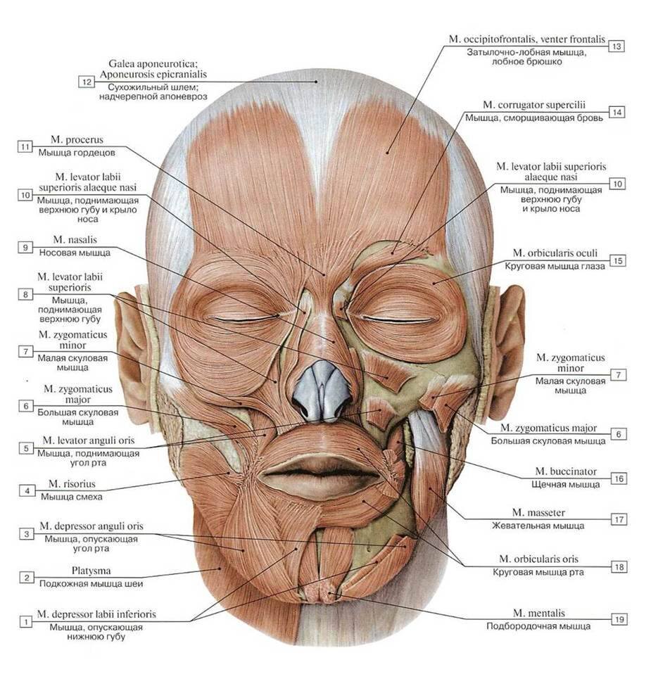 Мышцы лица