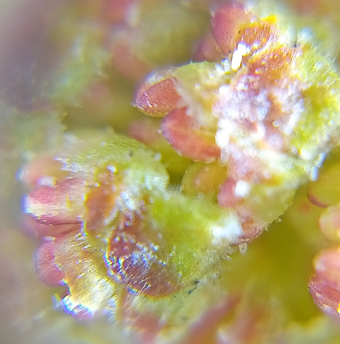 Березовая пыльца. Пыльца вереска под микроскопом. Пыльца акации под микроскопом. Пыльца ромашки под микроскопом. Сфагнум пыльца под микроскопом.