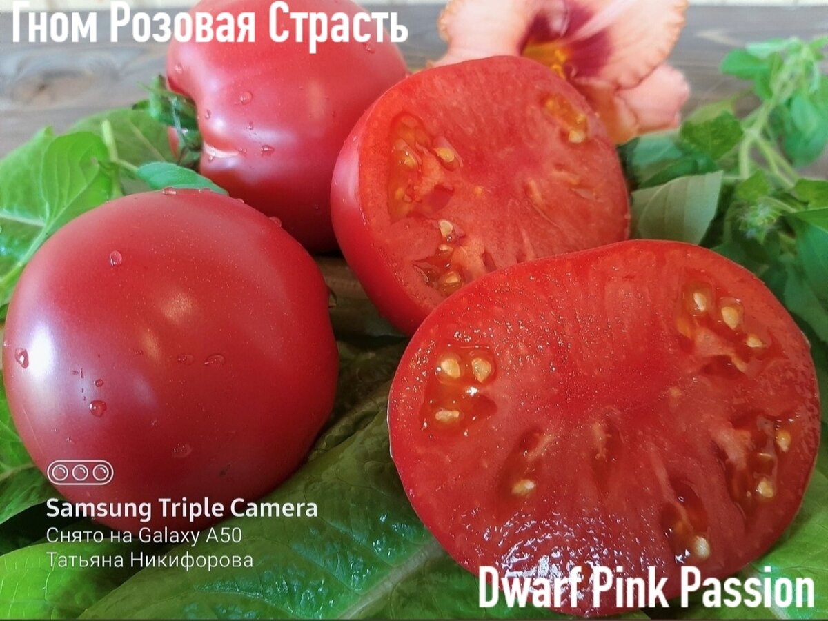 Томат розовый гном. Помидор сорт Dwarf Pink Panther. Томат розовая страсть. Томат Dwarf Kremser Perle. Проект Гном томатный фото.