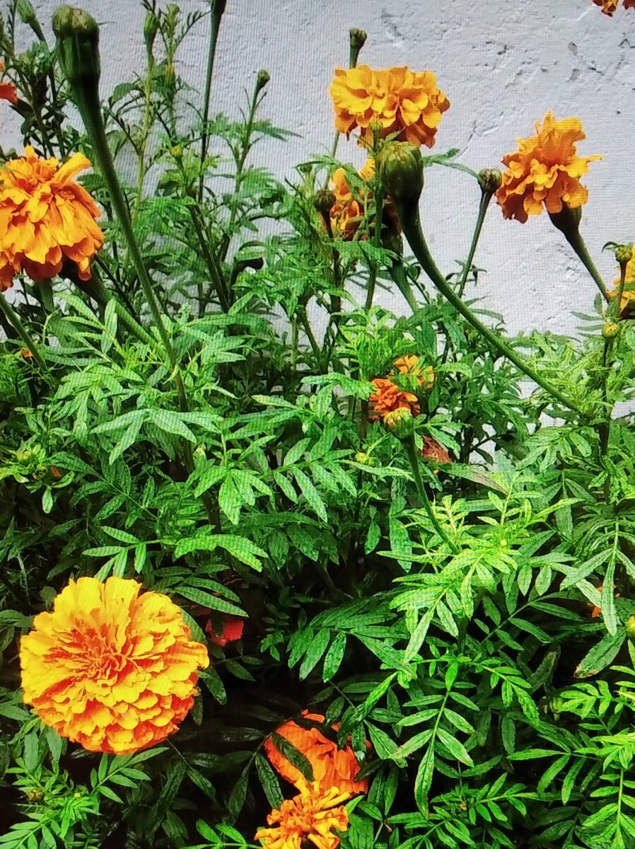 Фото автора Цветы бархатцы