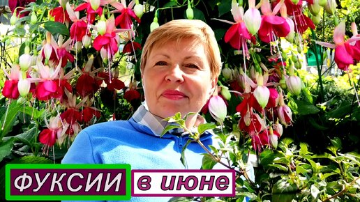 ФУКСИЯ позолотила листочки_ Уход за Фуксией в июне