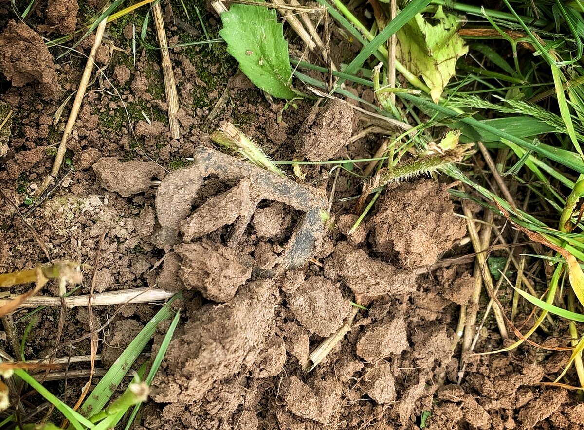 Первая толковая находка - старинная  пряжечка  с лесной опушки