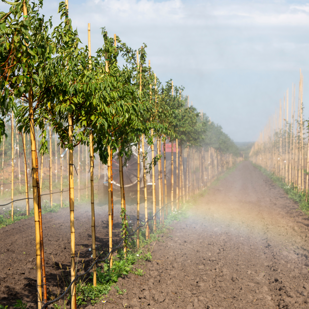Полив в питомнике растений "Венев"