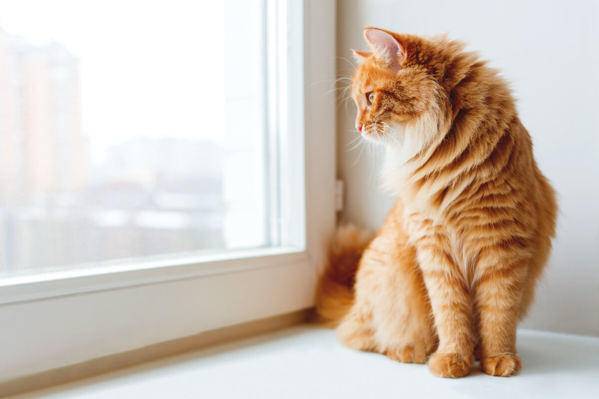 Почему коты уходят умирать | Petshop Journal | Дзен