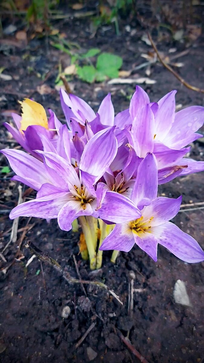 Безвременник яркий Colchicum laetum Stev Семейство Мелантиевые — Melanthiaceae