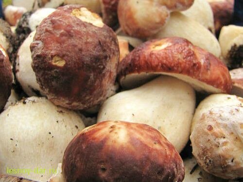 Боровой белый гриб (фото с блога "Лесная кладовая" https://lesnoy-dar.ru/)