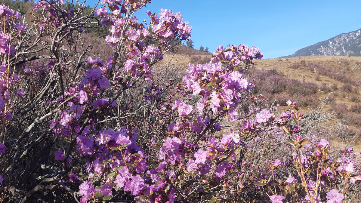 Бутоны только-только начали раскрываться, самая красота - в мае