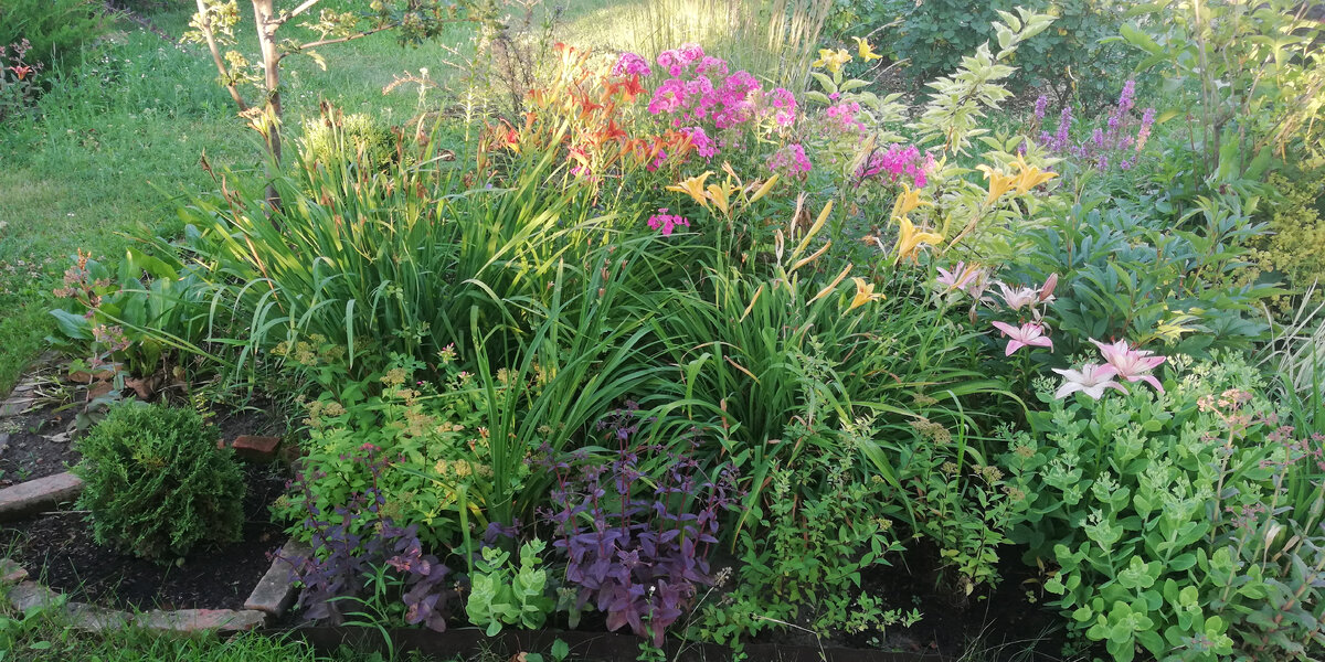 Старый сад - лето 2020