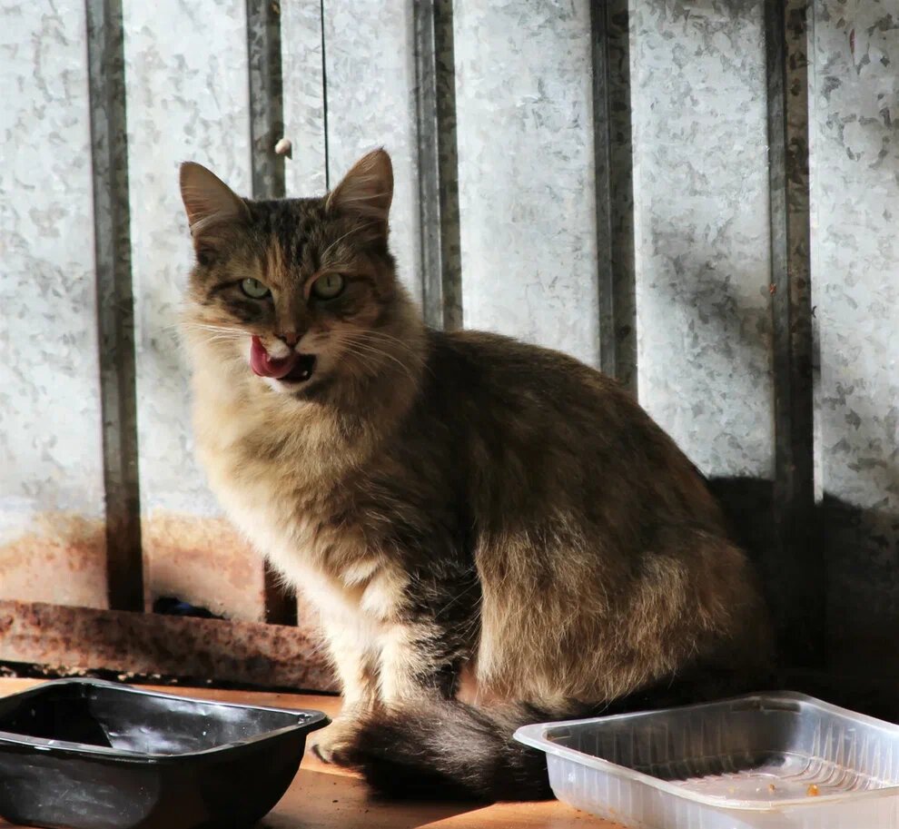 Голодный питомец будет выпрашивать у вас еду, но если ему предстоит операция — проявите твердость. Это на благо здоровья любимца