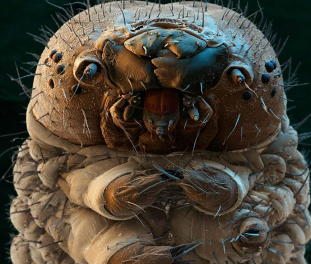Насекомые живые существа. Клещ Demodex folliculorum микроскоп. Тихоходка и клещ. Микрофотография дождевого червя. Тихоходка в микроскопе.