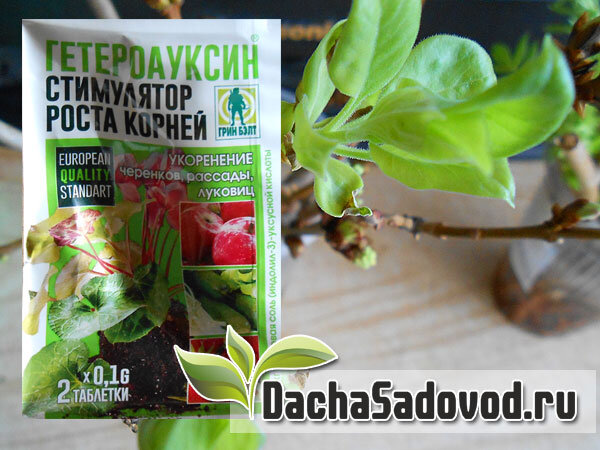 гетероауксин - стимулятор образования корней - фото автора (dachasadovod.ru)