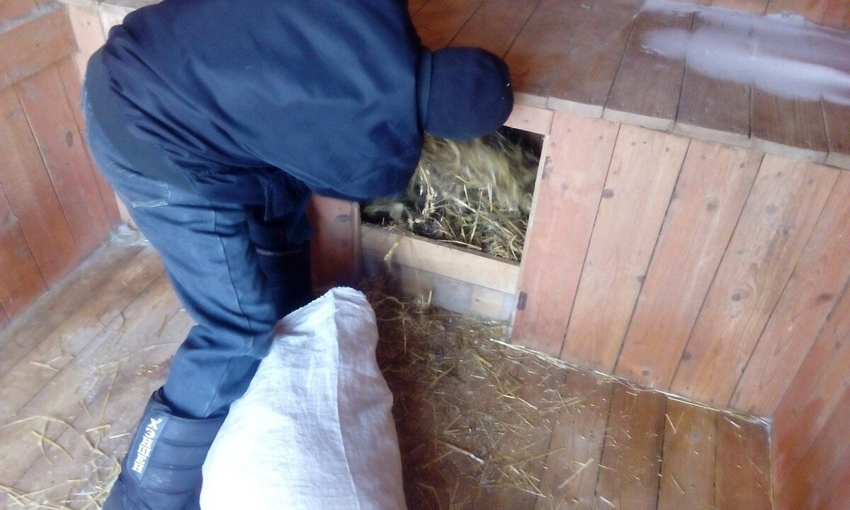 В будки регулярно добавляется солома, меняется на свежую