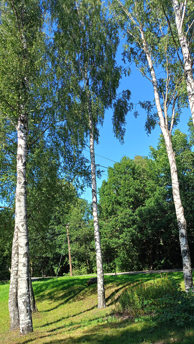 Как в Зеленогорске пройти к морю | Вот такая я путешественница. | Дзен