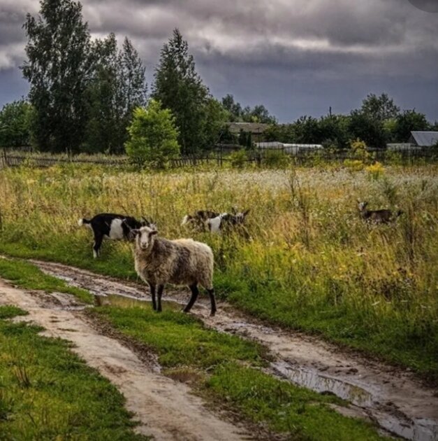 Деревенская жизнь. 