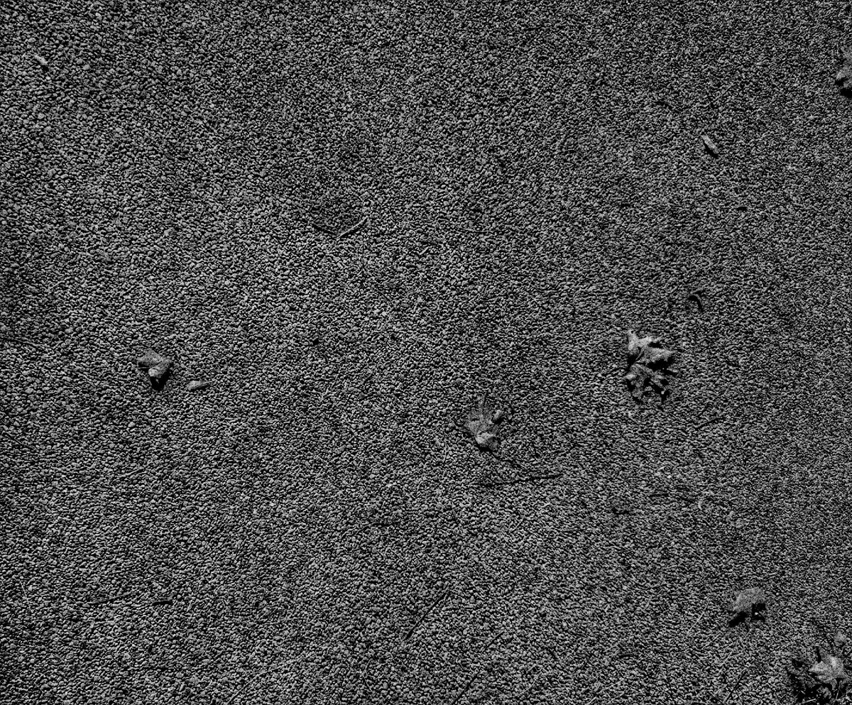 Чёрно-белое про осень. 