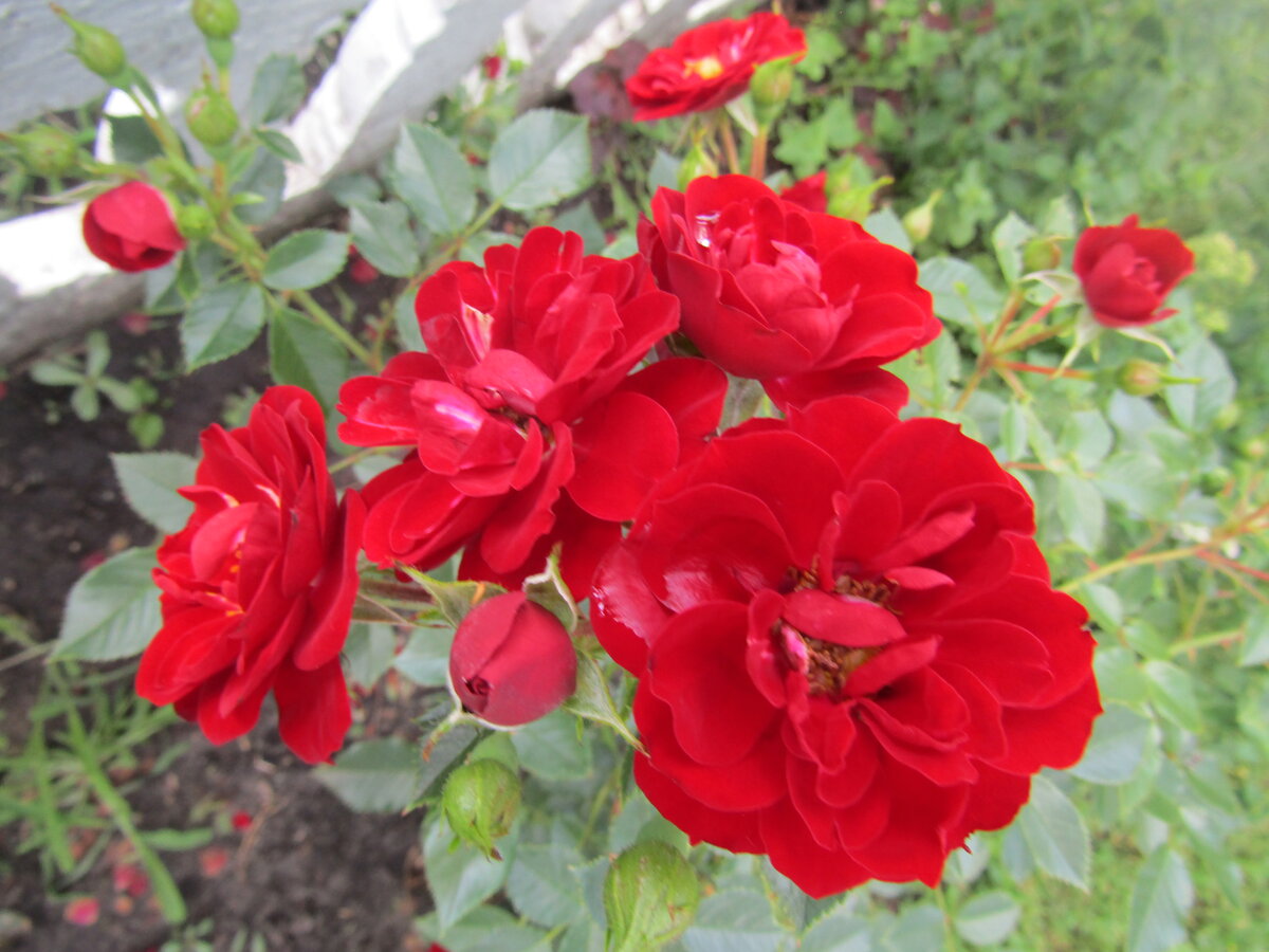    Ну  как  же  удержаться  и  не  размножить  такую  красоту?