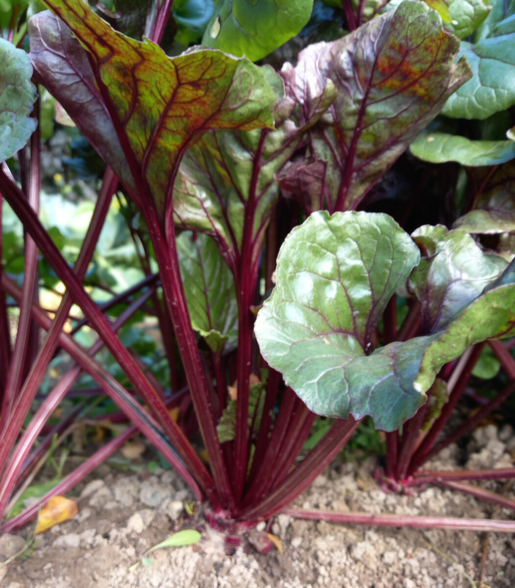 Удачная в этом году и листья еще не пожелтели...