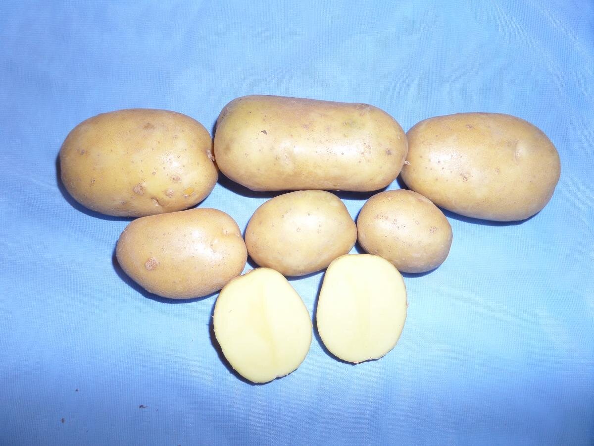 Сорт картофеля ариэль фото. Картофель семенной Романо (Элит). Семенной картофель крона. Семенной картофель сорт элита. Сорт картошки крона.
