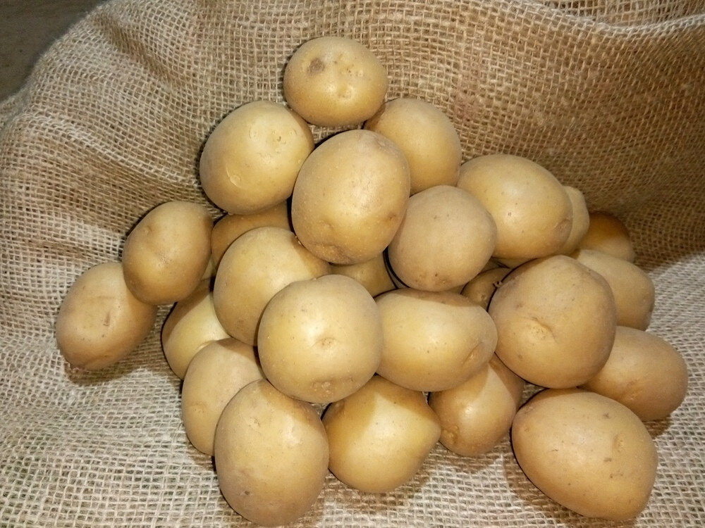 Семена картофеля: посадка и выращивание картошки в домашних условиях | Как образуются ботанические семена?