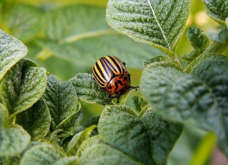 Биопрепараты для защиты растений от вредителей и болезней: как выбрать эффективные биологические препараты для борьбы с насекомыми в саду и огороде