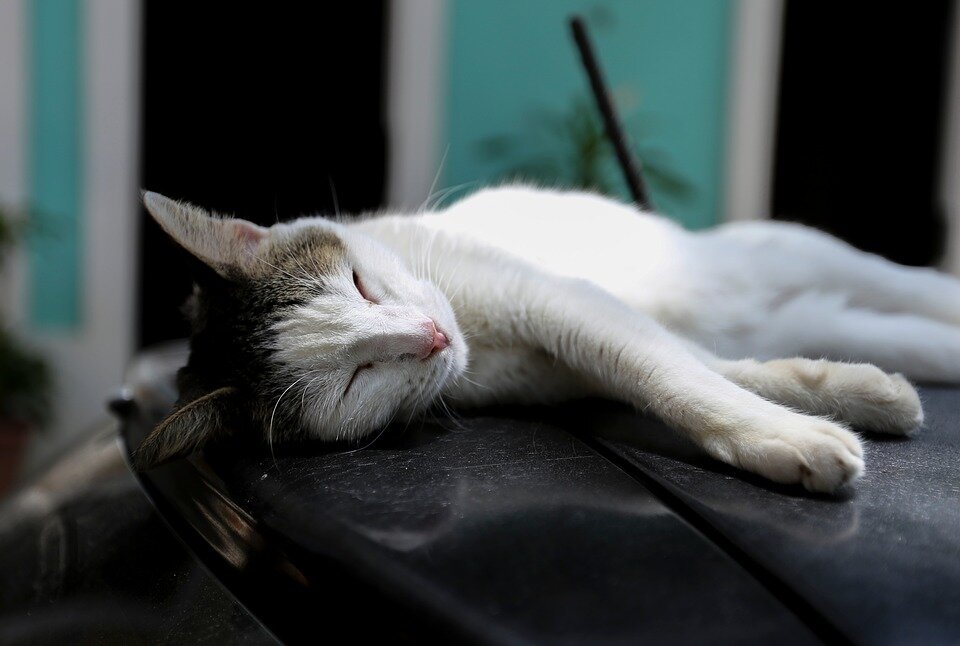 Песня спящего кота. Сколько спят кошки. Sleeping Cat. Смешные фото котов и кошек уснувших в разных местах.