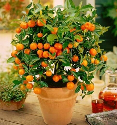 Изображение взято с сайта : mister-sadovnik.ru