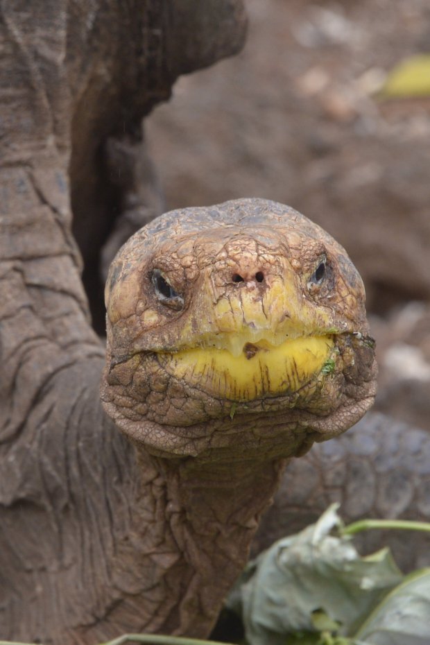 Эта черепаха по имени Диего действительно спасла свой род. Диего является отцом более 800 черепашек.