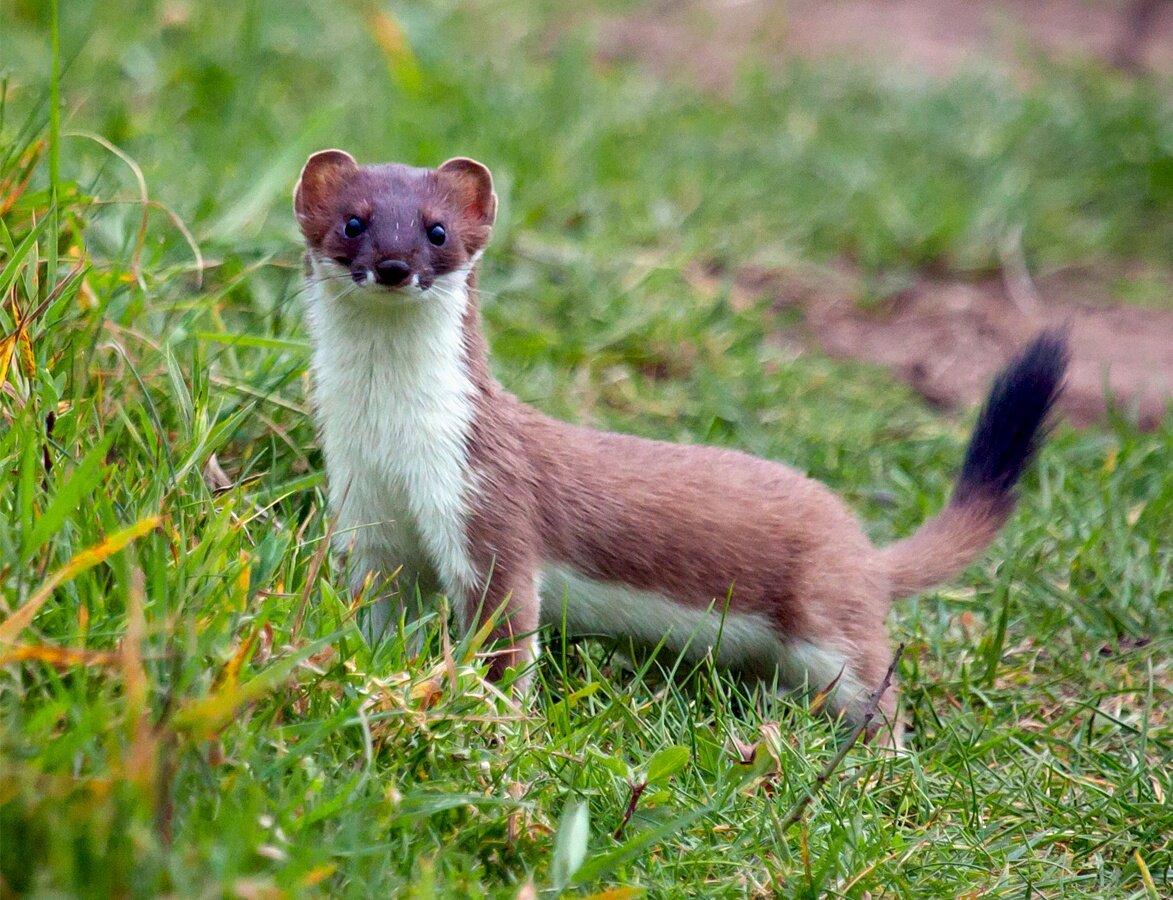 Ласка - маленькое существо, которые выглядит очень дружелюбно, но несмотря на их небольшие размеры, они могут напасть на человека в 10 раз больше, чем они сами. Благодаря ускоренному метаболизму ласка ест половину веса своего тела каждый день. Поэтому ласки обладают удивительным аппетитом и чрезвычайной агрессией. Они атакуют, как большие кошки, обездвиживают жертву, а затем наносят быстрый удар, кусая затылок.