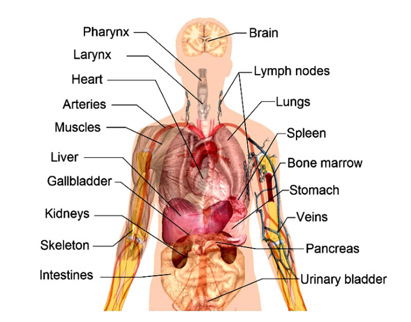 Parts of body презентация