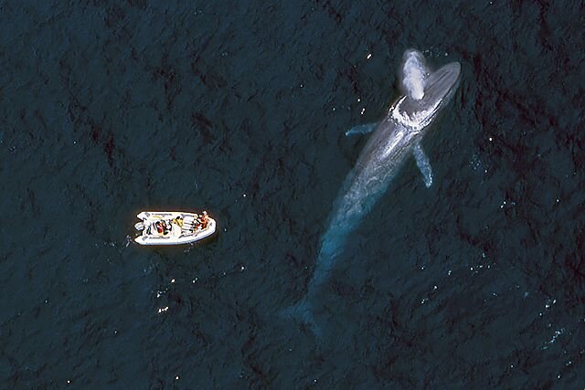Best Whale 2018