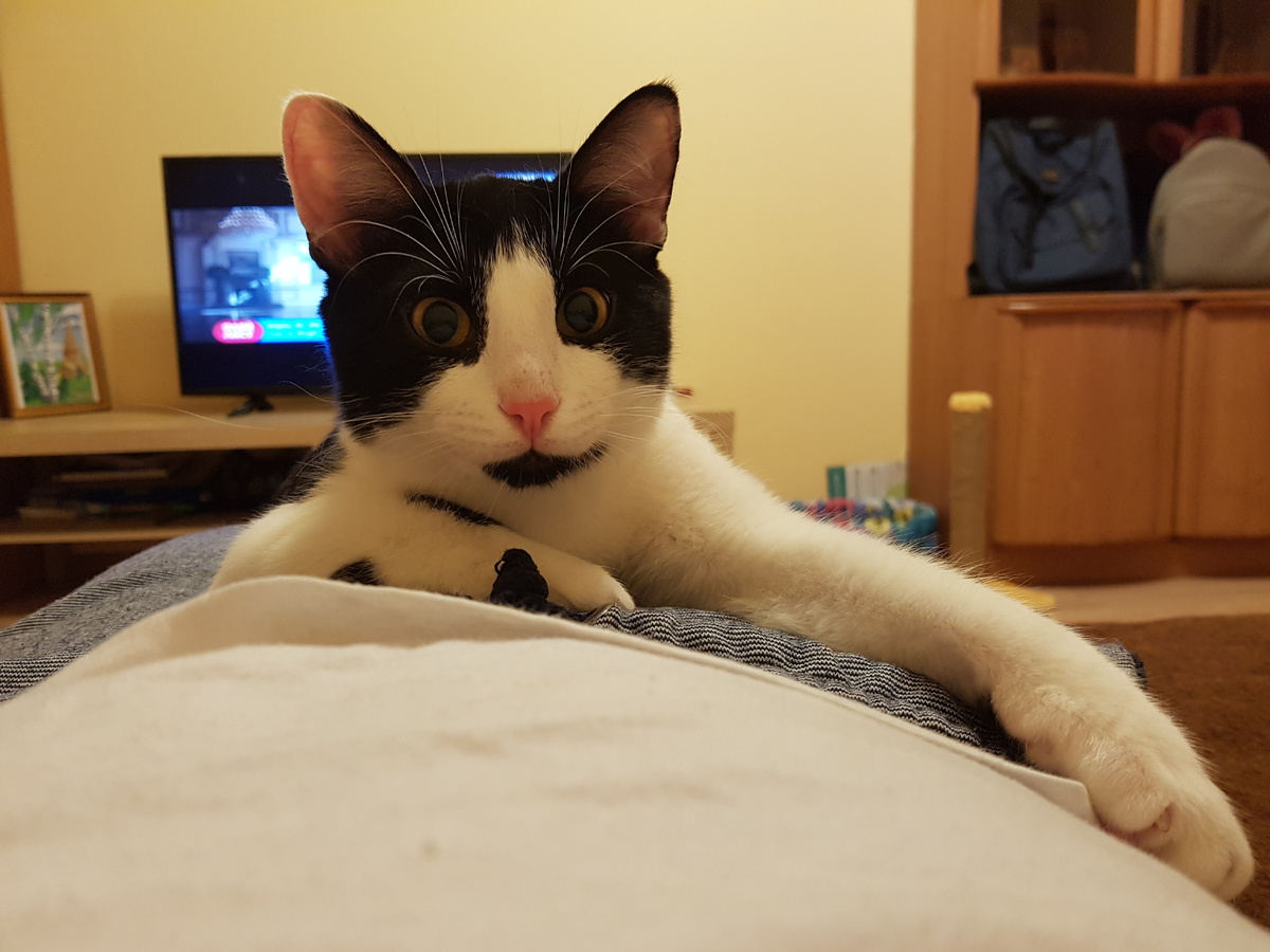 Кайфую лежа на хозяине)