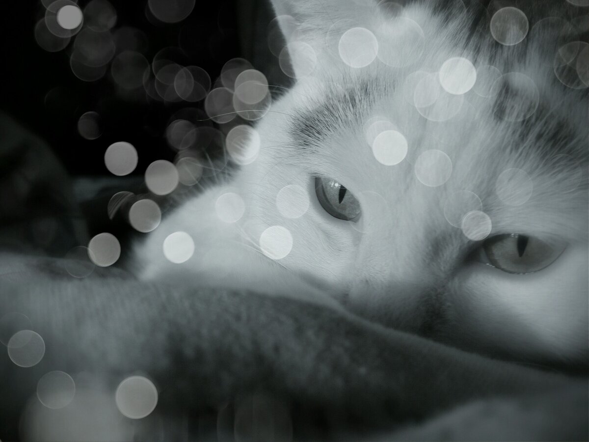 Кошка наслаждается теплом шерстяного пледа