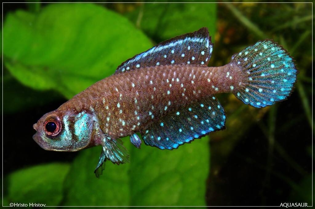 Austrolebias nigripinnis Camelo