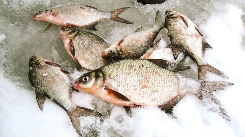 Подлещик зимой