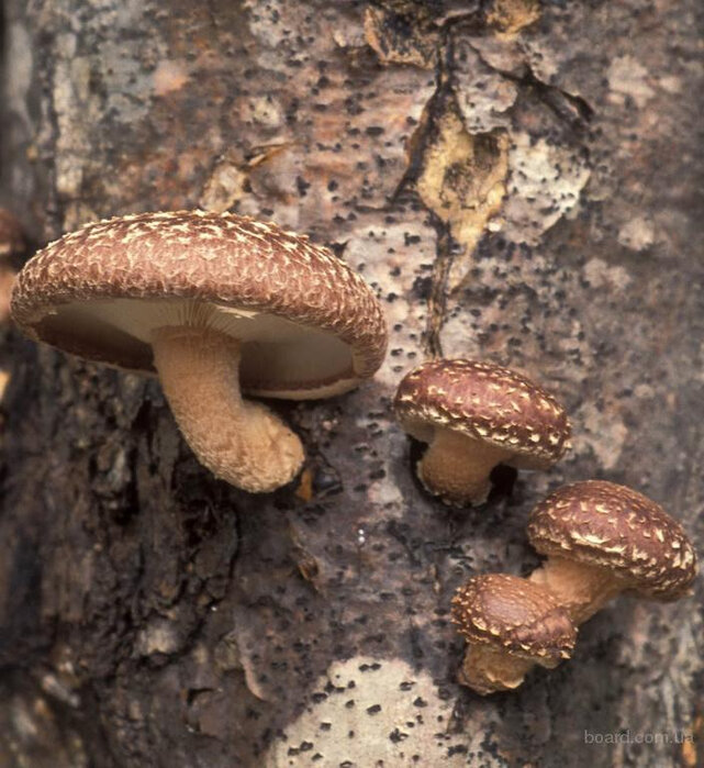  Химический состав грибов шиитаке  В составе грибов шиитаке много целебных свойств.-2