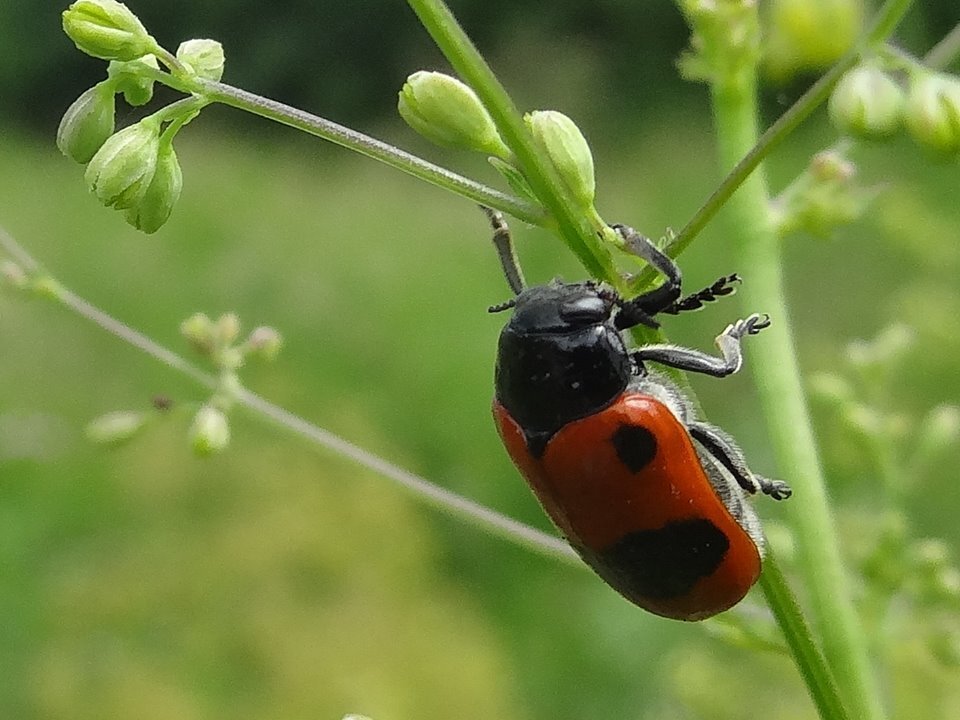 Фото 11.06.2015 Clytra laeviuscula Ratzeburg, 1837