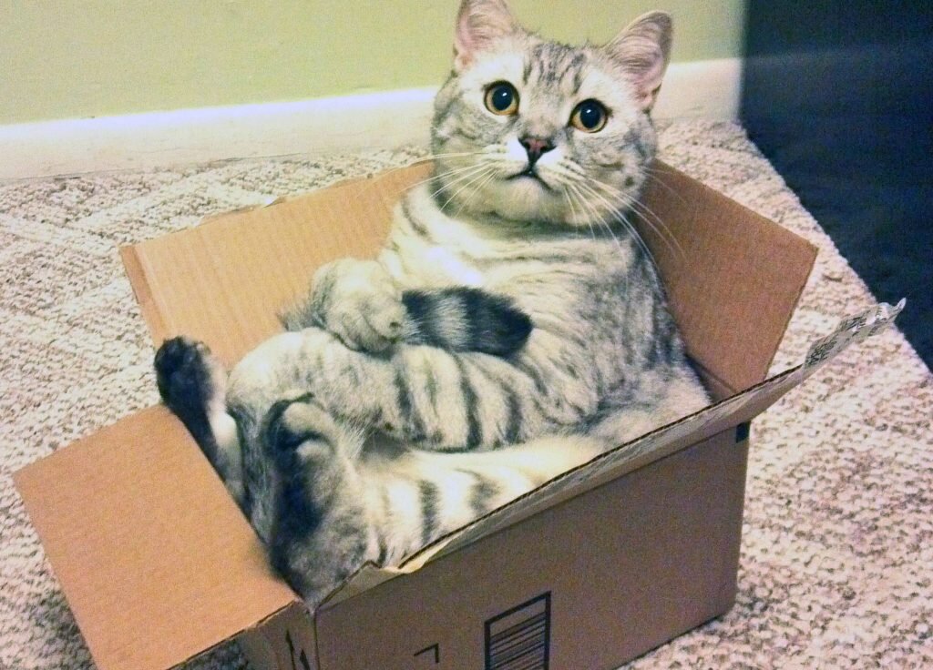 Кошки прячутся в коробки, чтобы избежать стресса