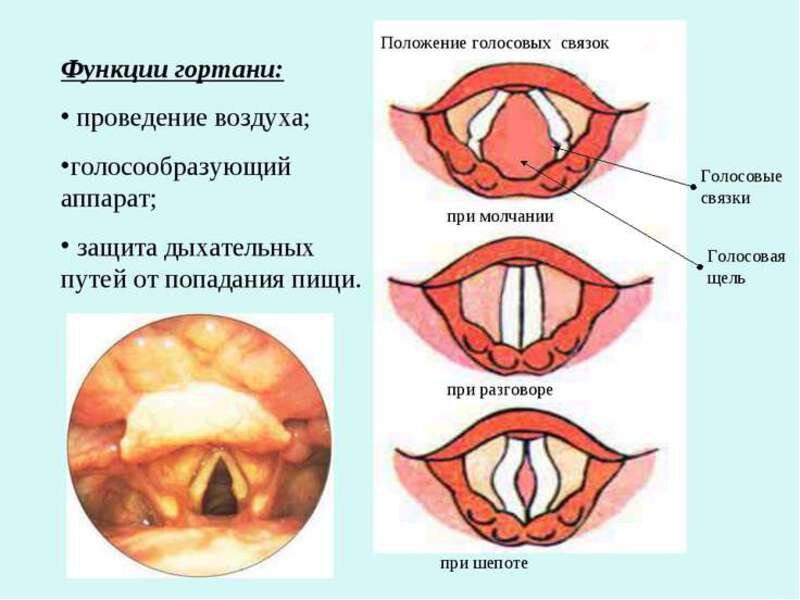   …так вот оказывается, что потеря голоса, в 80% случаев, как мы привыкли с вами думать, случается вовсе не от простуды. Несмыкание связок и от этого невозможность произносить звуки бывает от забрасывания в пищевод желудочного сока – кислого-прекислого продукта. Связки, которые расположены прямо над пищеводом, химически травмируются, получают ожог и мы….СИПИМ, а то и вовсе становимся Неговорящими. Об этом просто нужно знать!!! А проведет обследование и назначит лечение вам ЛОР-врач. Вполне вероятно, что вы ..все-таки, переохладились и простыли. Поэтому одевайтесь по погоде, прислушивайтесь к своему организму, особенно вдумчиво относитесь к заболеваниям и своевременному диагностированию их у ваших детей.