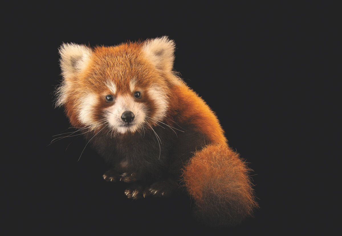 Малых панд еще называют красными. На этом снимке нашего фотографа Джоула Сартори – малая панда из зоопарка в штате Виргиния, США.