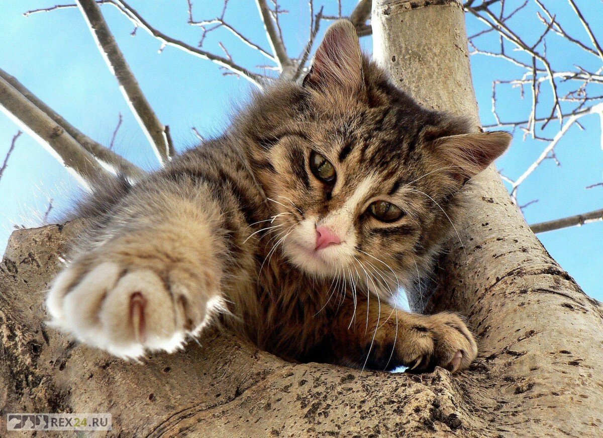 Нужно ли снимать кошек с деревьев