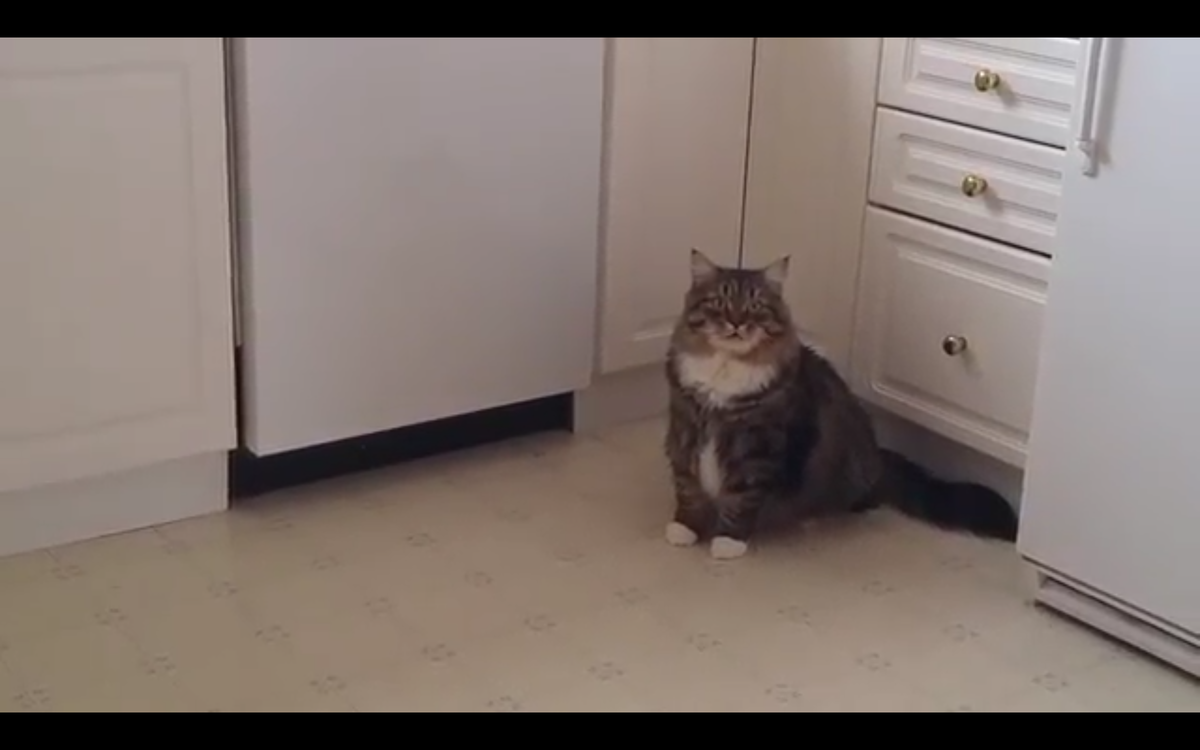 Кадр видео youtube.com/Canada Online