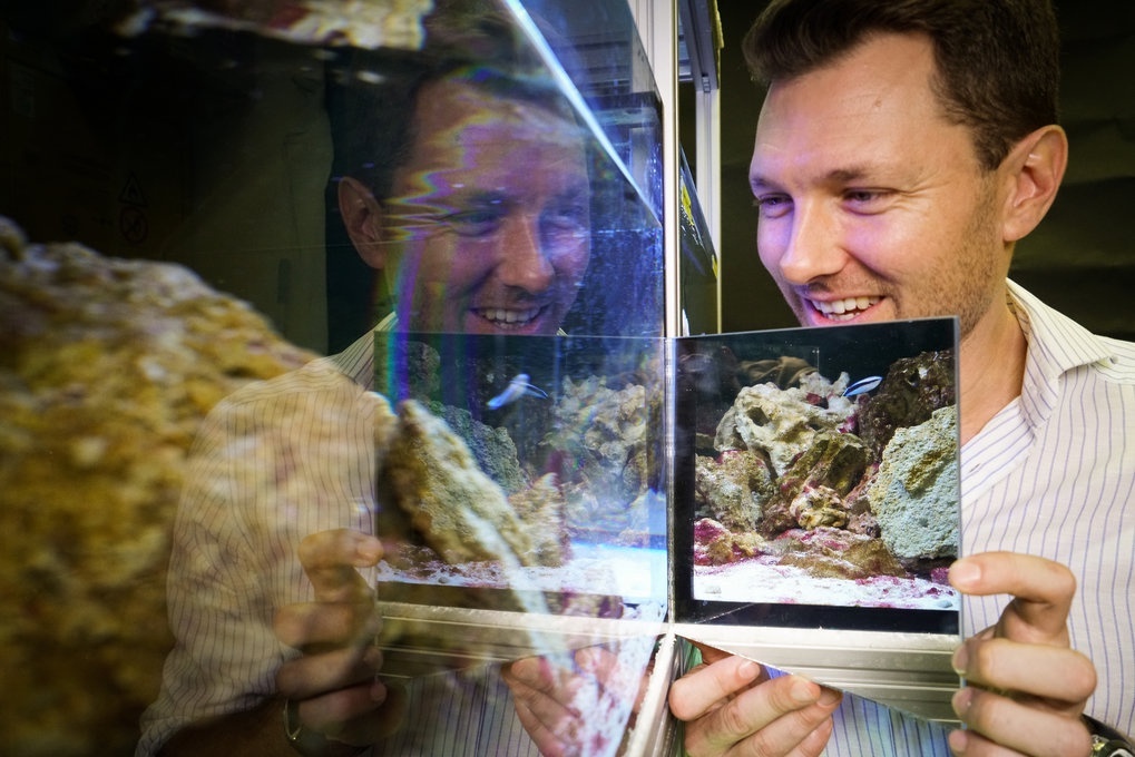 Исследователь Алекс Джордан проводит зеркальный тест на губанах-чистильщиках © S. Gingins