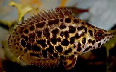 Ктенопома леопардовая.