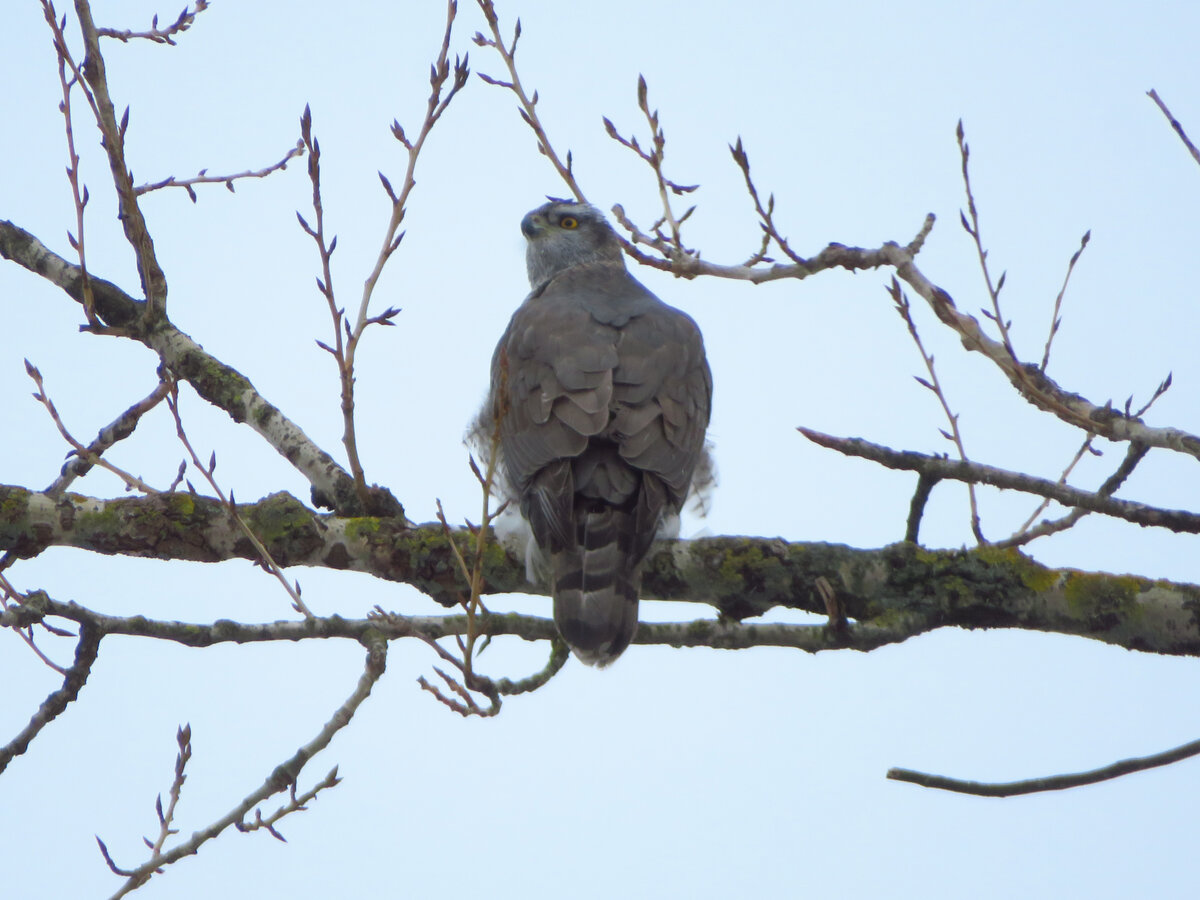 Ястреб перелетная птица. 2) ястреб тетеревятник. Ястреб тетеревятник сапсан. Ястреб перелетная птица. Ястреб перелетная птица.