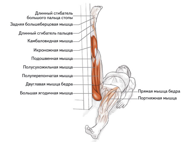 Мышцы участвующие в разгибании бедра