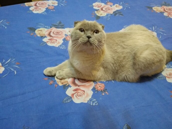 Наша девочка Бетти или просто Киня.