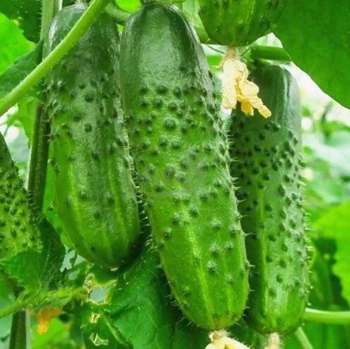 Огурцы сорта "Нежинский"