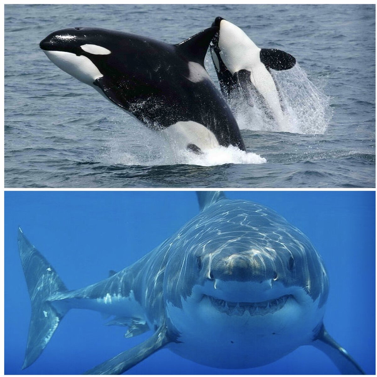 Белая акула против. Касатка Дельфин акула. Косатка или Касатка Дельфин. Касатка это кит или акула. Касатка это кит или Дельфин.